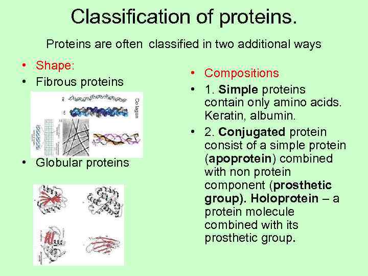   Classification of proteins. Proteins are often classified in two additional ways •
