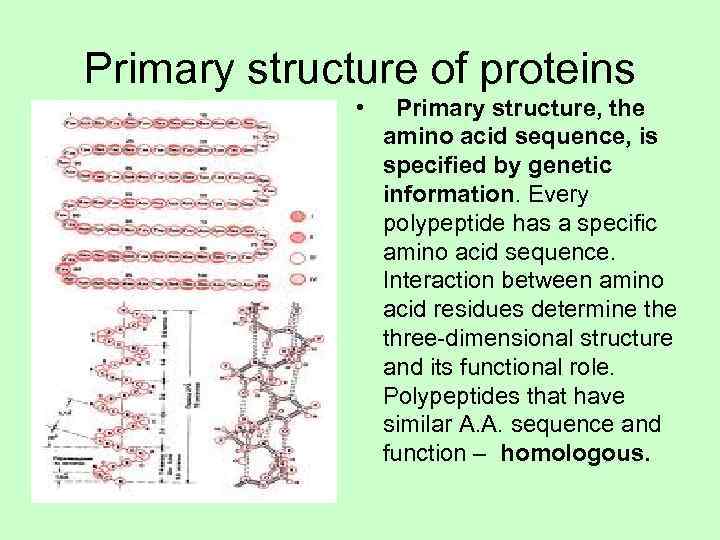 Primary structure of proteins    •  Primary structure, the  