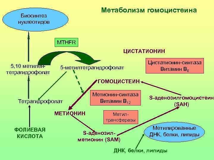 Схема метаболизма метионина