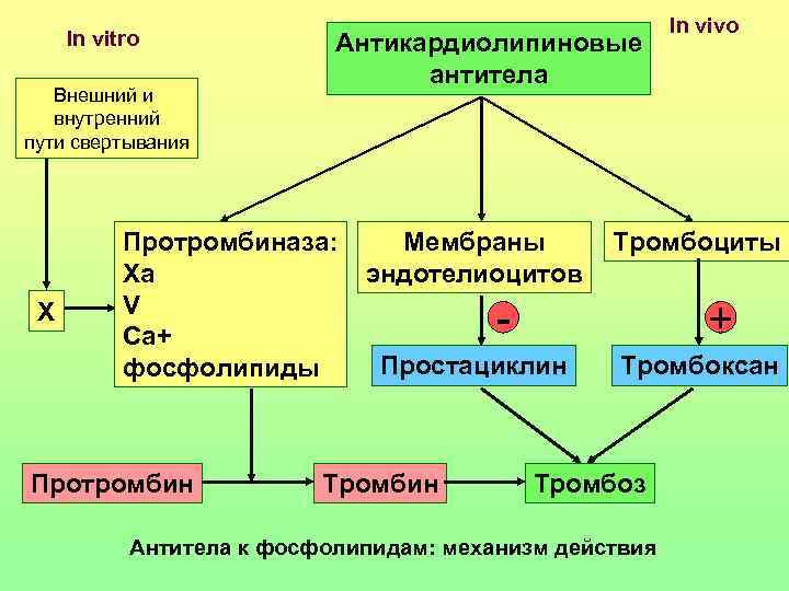 Патофизиология гемостаза презентация