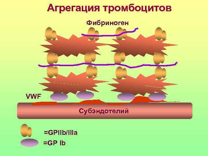   Агрегация тромбоцитов     Фибриноген VWF    
