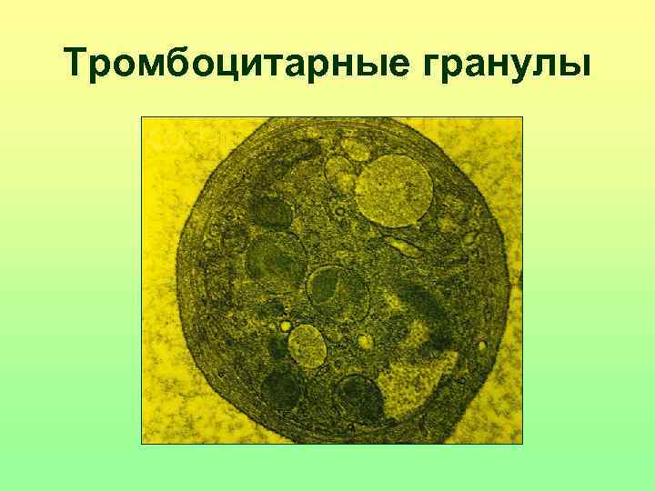 Тромбоцитарные гранулы 