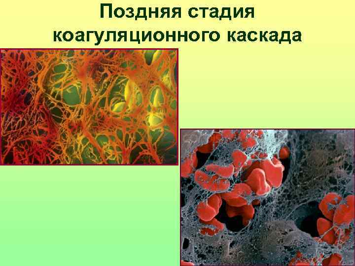  Поздняя стадия коагуляционного каскада 