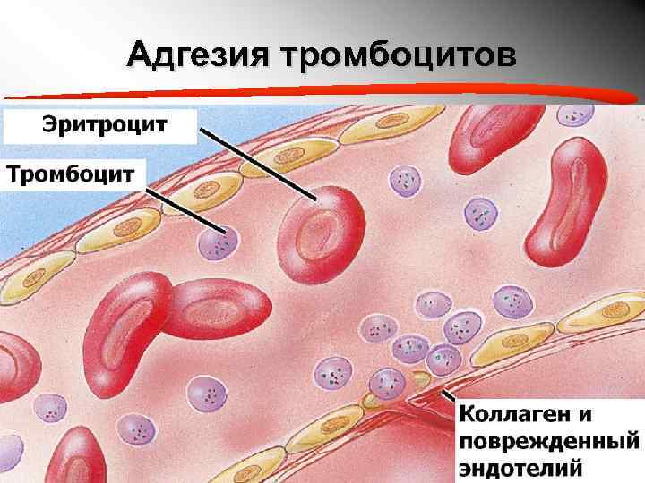 Адгезия тромбоцитов 