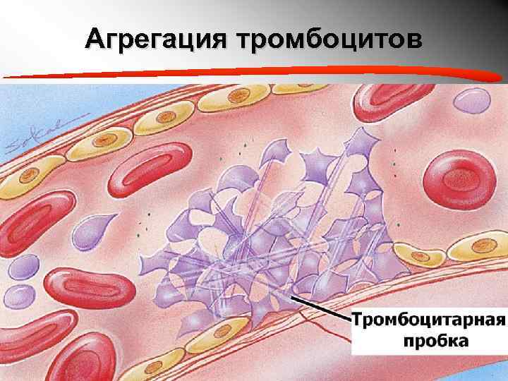 Агрегация тромбоцитов 