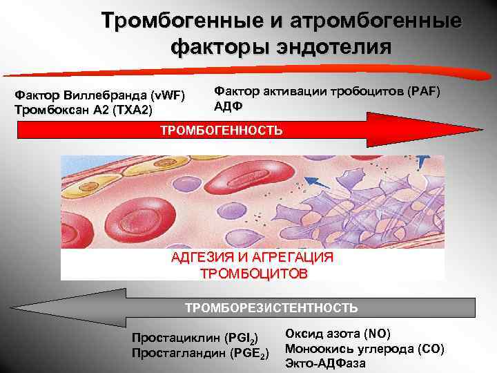   Тромбогенные и атромбогенные   факторы эндотелия Фактор Виллебранда (v. WF) 