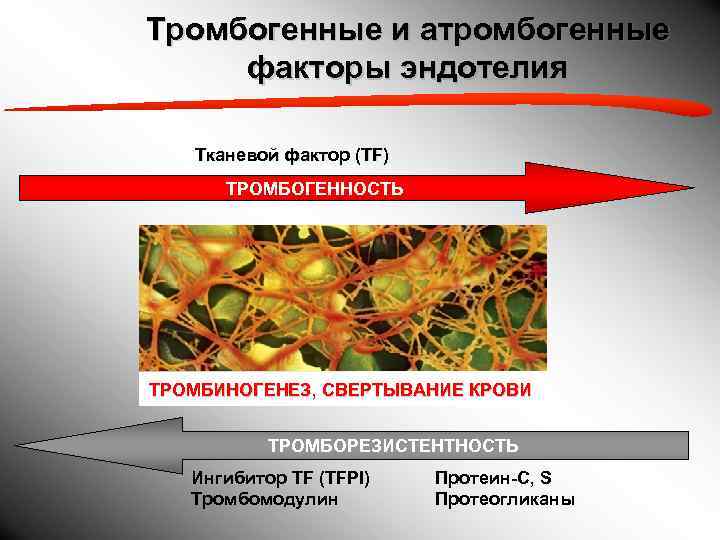 Тромбогенные и атромбогенные факторы эндотелия Тканевой фактор (TF)  ТРОМБОГЕННОСТЬ ТРОМБИНОГЕНЕЗ, СВЕРТЫВАНИЕ КРОВИ 