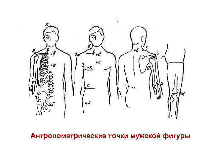Антропометрические точки мужской фигуры 