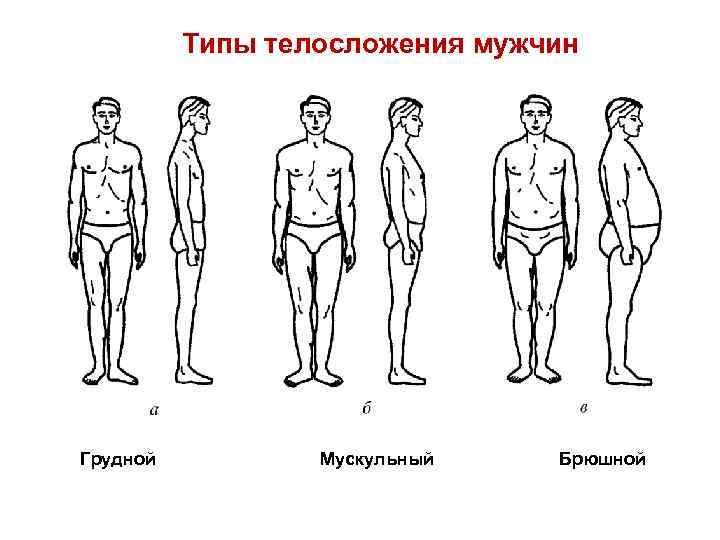 Виды u. Типы телосложения человека долихоморфный. Грудной мускульный брюшной типы телосложений. Типы телосложения у мужчин. Атлетический Тип телосложения у мужчин.