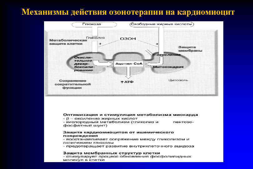 Механизмы действия озонотерапии на кардиомиоцит 
