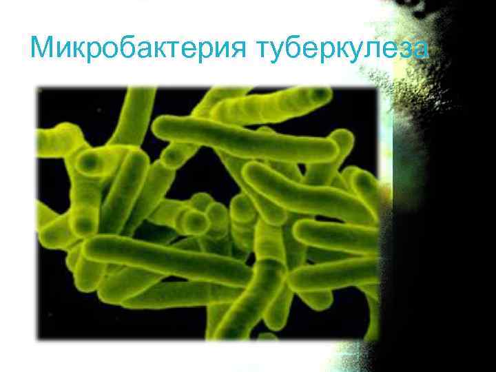 Микробактерия туберкулеза 