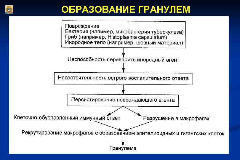 ОБРАЗОВАНИЕ ГРАНУЛЕМ 