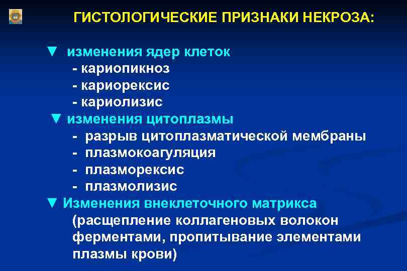 Стадии некроза. Гистологические признаки некроза. Изменение цитоплазмы при некрозе. Гистрлогический признаки некроза. Микроскопические изменения ядра клетки при некрозе.