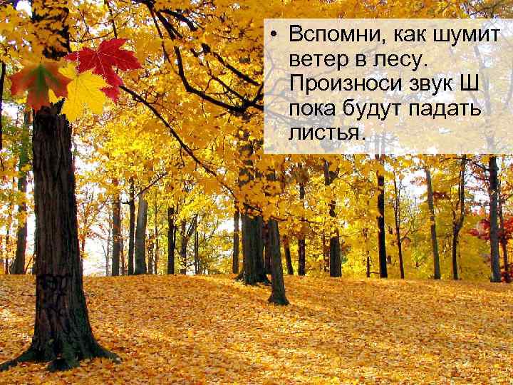  • Вспомни, как шумит  ветер в лесу. Произноси звук Ш  пока