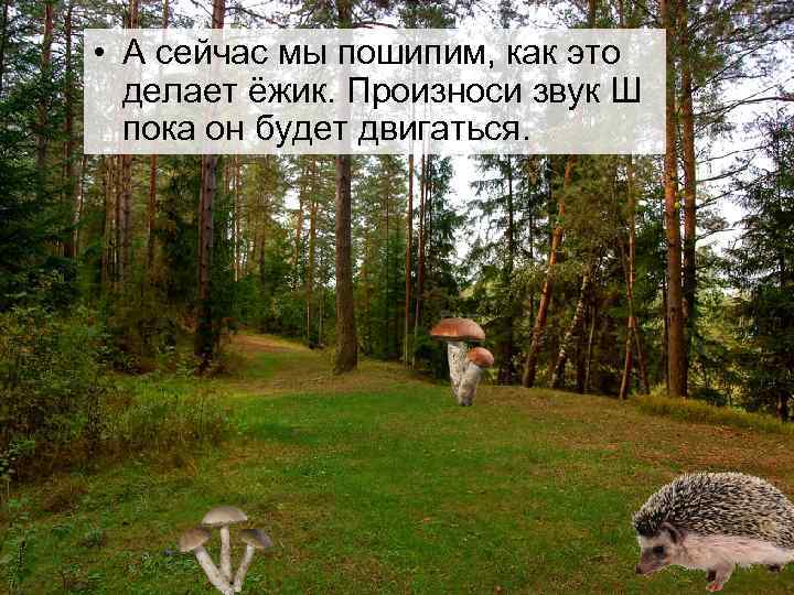  • А сейчас мы пошипим, как это  делает ёжик. Произноси звук Ш