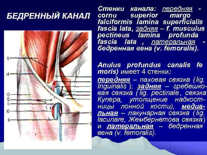 Бедренный канал схема