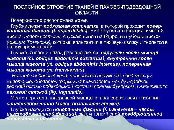  ПОСЛОЙНОЕ СТРОЕНИЕ ТКАНЕЙ В ПАХОВО-ПОДВЗДОШНОЙ     ОБЛАСТИ.  Поверхностно расположена