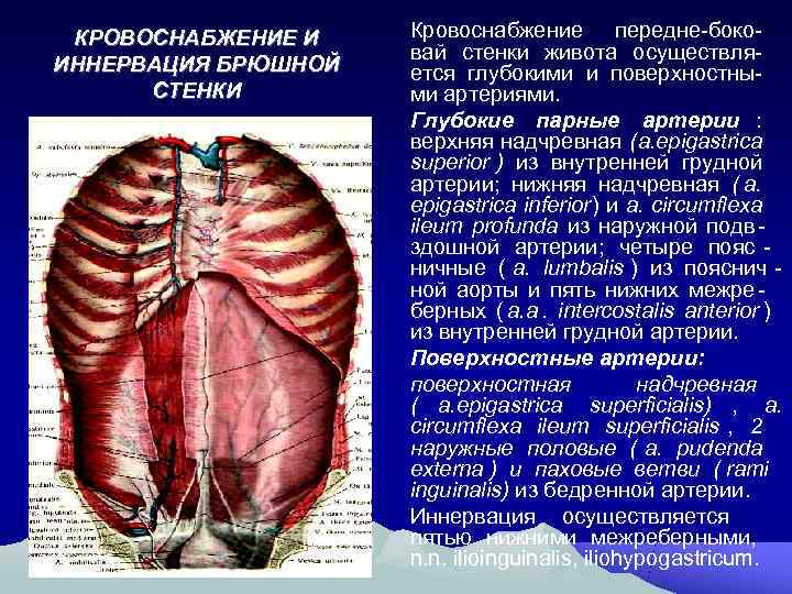  КРОВОСНАБЖЕНИЕ И  Кровоснабжение передне-боко-     вай стенки живота осуществля-