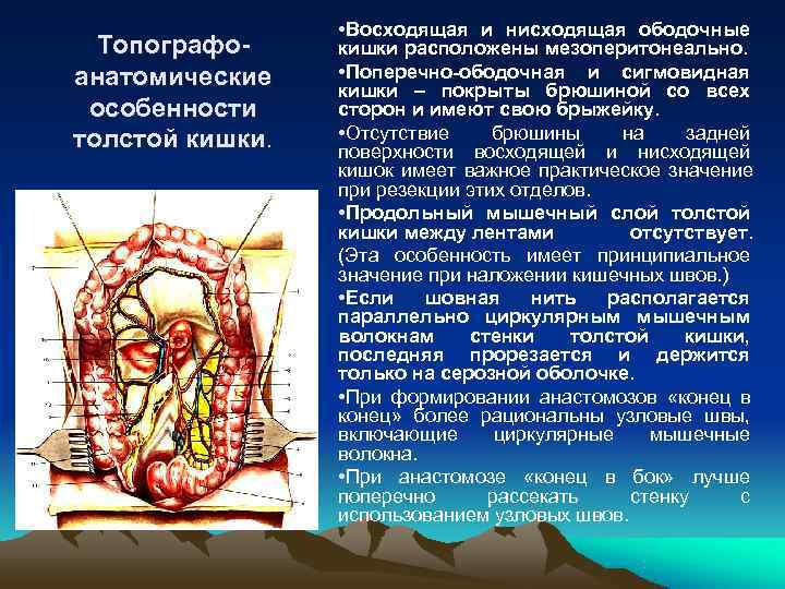    • Восходящая и нисходящая ободочные  Топографо- кишки расположены мезоперитонеально. анатомические