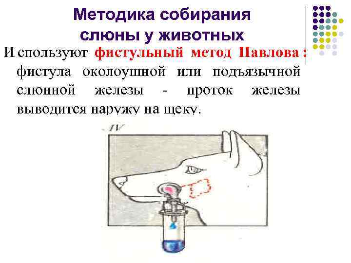   Методика собирания   слюны у животных И спользуют фистульный метод Павлова