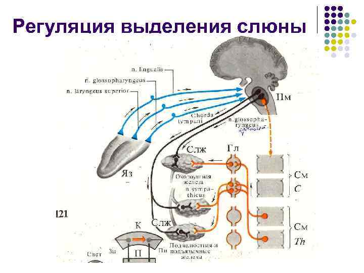 Регуляция выделения слюны 