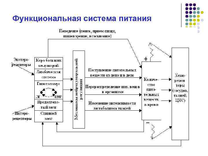 Функциональная система питания 