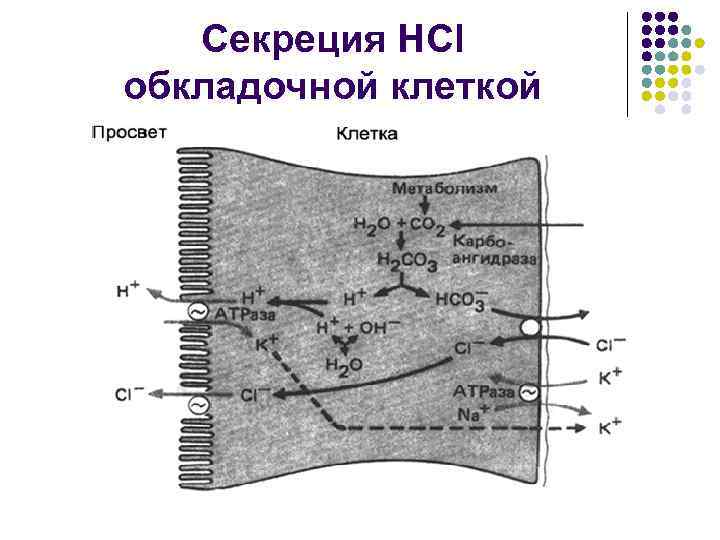   Секреция НСl обкладочной клеткой 
