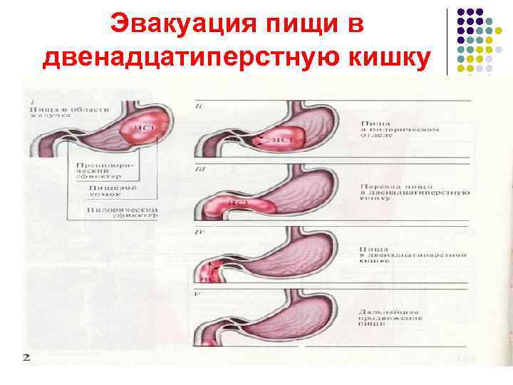   Эвакуация пищи в двенадцатиперстную кишку 