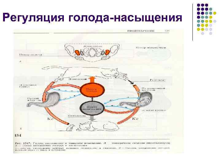 Регуляция голода-насыщения 
