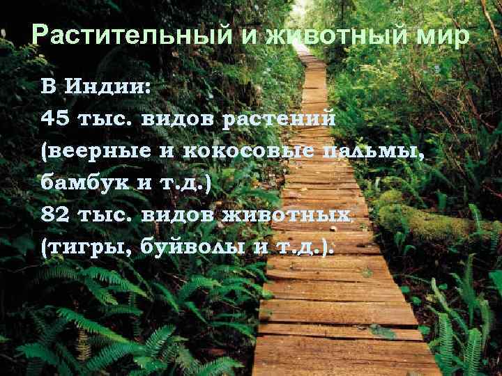 Растительный и животный мир В Индии: 45 тыс. видов растений (веерные и кокосовые пальмы,