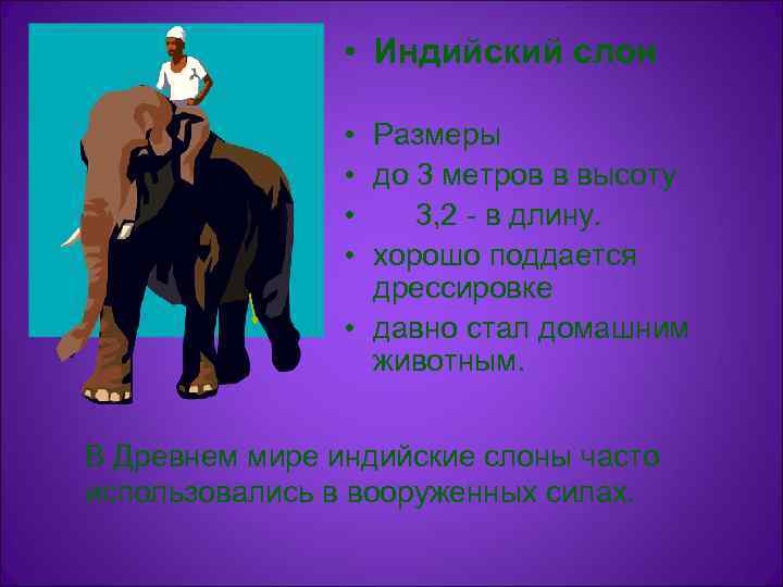    • Индийский слон    • Размеры   •