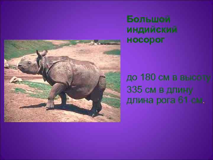 Большой индийский носорог  до 180 см в высоту 335 см в длину длина