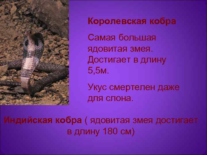    Королевская кобра   Самая большая   ядовитая змея. 