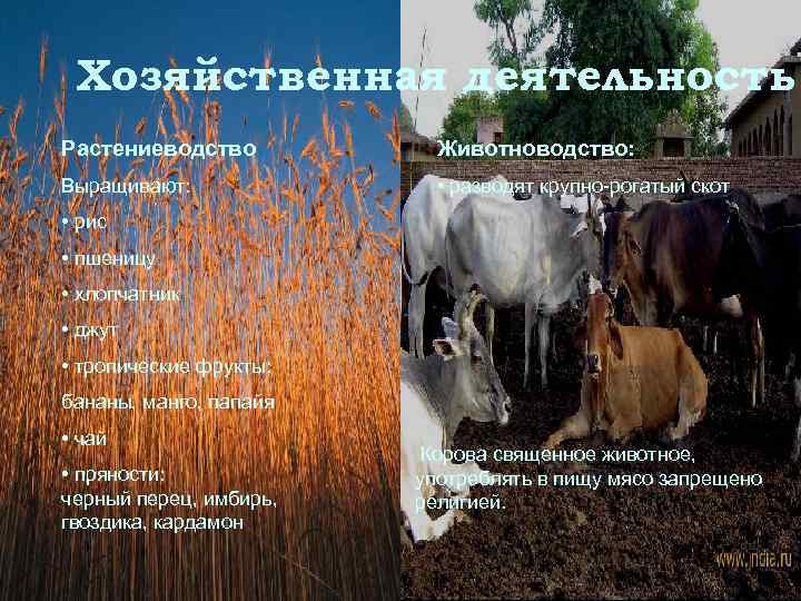 Хозяйственная деятельность Растениеводство  Животноводство: Выращивают:   • разводят крупно-рогатый скот •