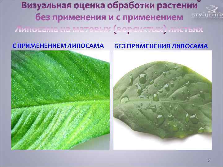 С ПРИМЕНЕНИЕМ ЛИПОСАМА БЕЗ ПРИМЕНЕНИЯ ЛИПОСАМА 7 С ПРИМЕНЕНИЕМ ЛИПОСАМА БЕЗ ПРИМЕНЕНИЯ ЛИПОСАМА 7