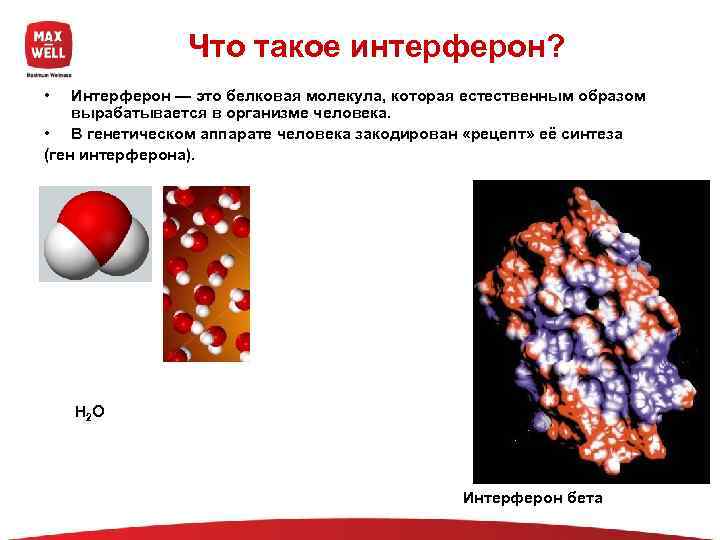     Что такое интерферон?  •  Интерферон — это белковая