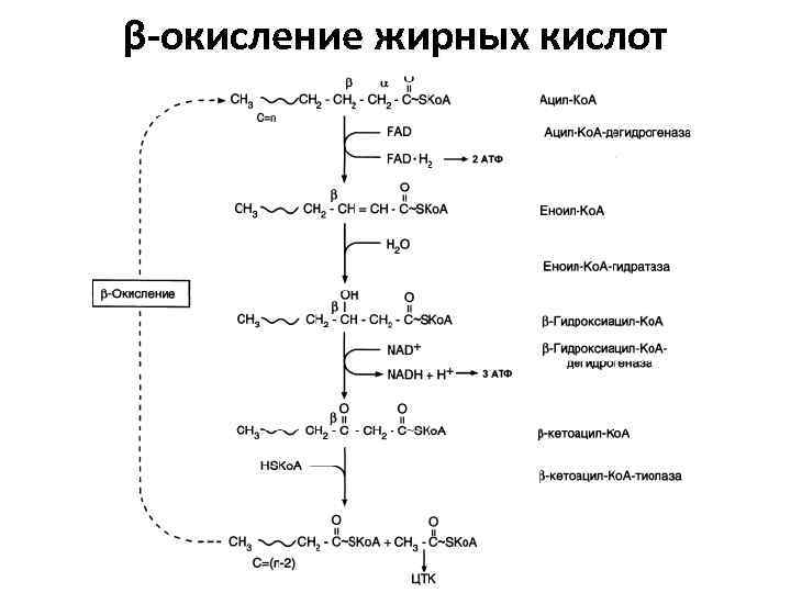 Перекисное окисление липидов схема