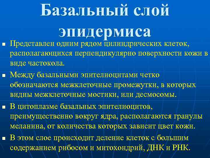   Базальный слой   эпидермиса n  Представлен одним рядом цилиндрических клеток,