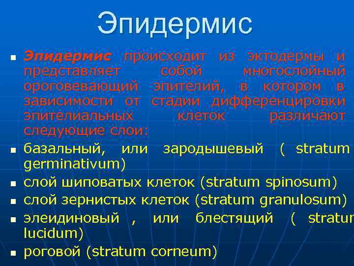    Эпидермис n  Эпидермис происходит из эктодермы и представляет собой многослойный
