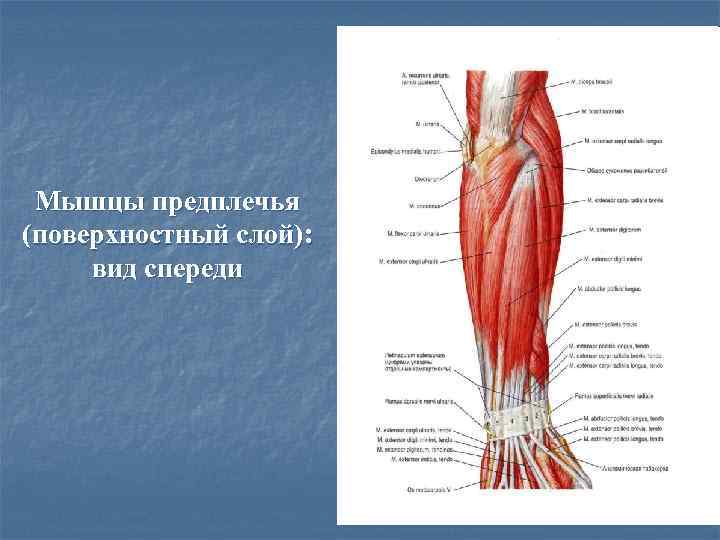  Мышцы предплечья (поверхностный слой):  вид спереди 