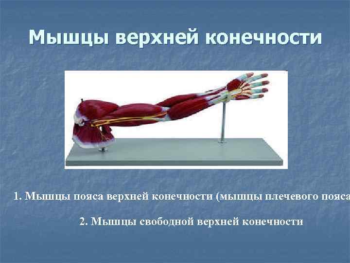  Мышцы верхней конечности 1. Мышцы пояса верхней конечности (мышцы плечевого пояса  2.