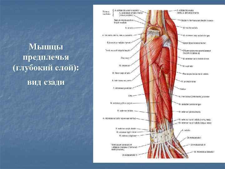   Мышцы  предплечья (глубокий слой): вид сзади 