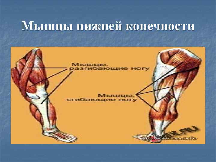 Мышцы нижней конечности 