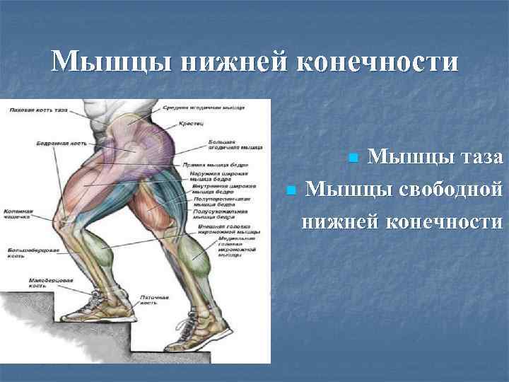Мышцы нижней конечности    n Мышцы таза   n Мышцы свободной