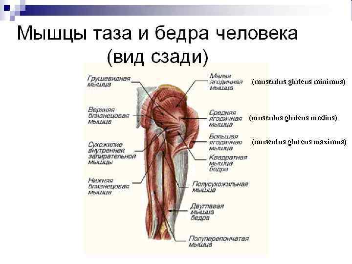 (musculus gluteus minimus)  (musculus gluteus medius)  (musculus gluteus maximus) 