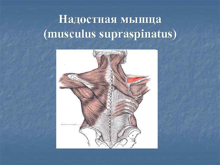  Надостная мышца (musculus supraspinatus) 