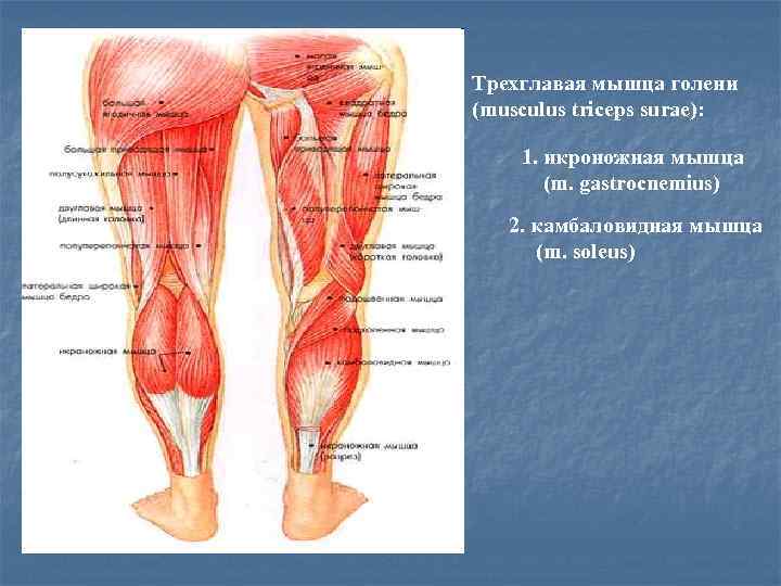 Трехглавая мышца голени (musculus triceps surae):  1. икроножная мышца  (m. gastrocnemius) 