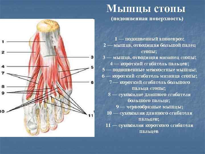  Мышцы стопы  (подошвенная поверхность)   1 — подошвенный апоневроз;  2