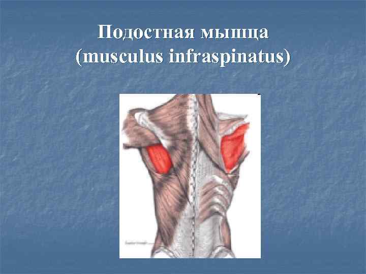  Подостная мышца (musculus infraspinatus) 