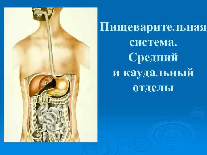 Пищеварительная система. Средний и каудальный отделы 